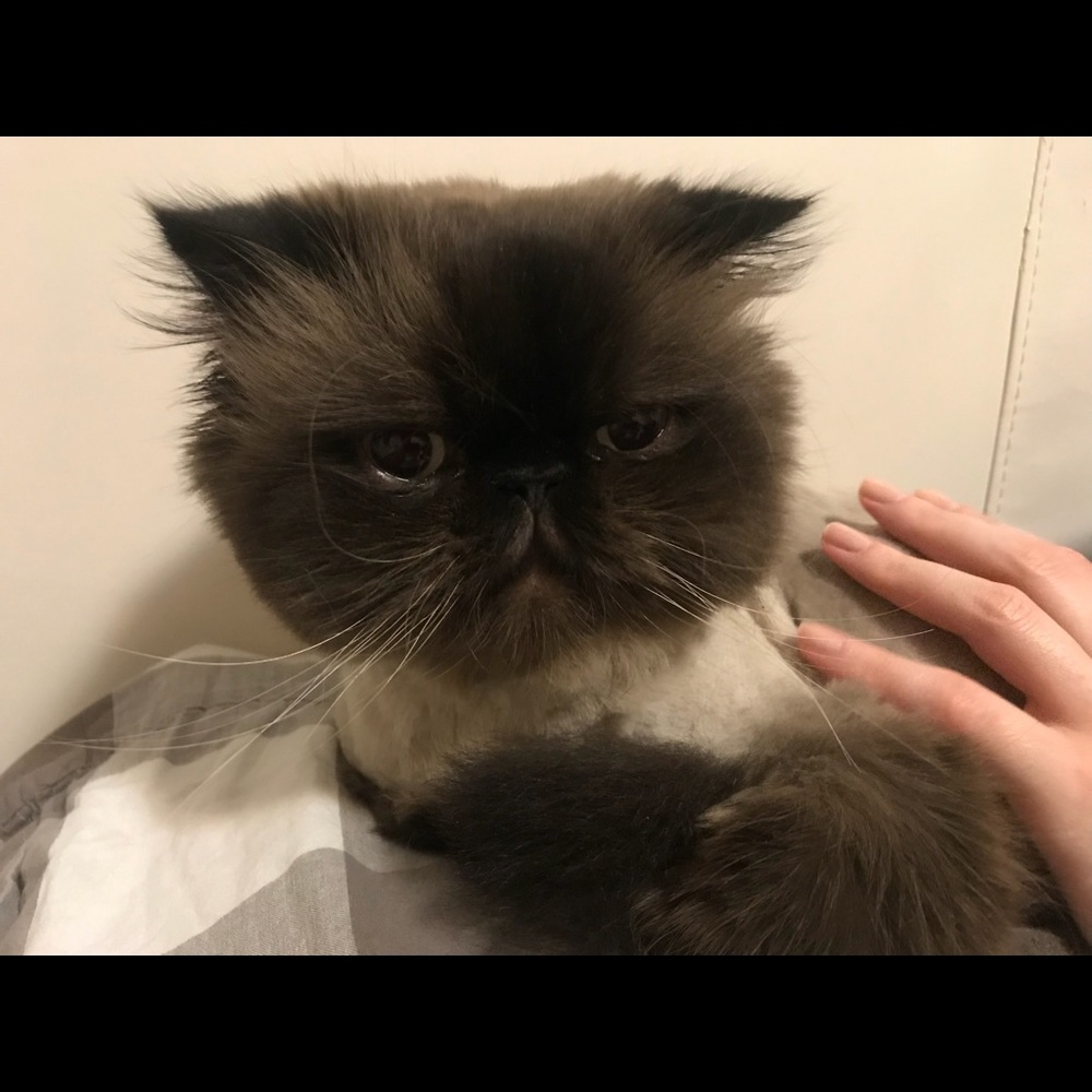 Meet your Posher, Nicholas